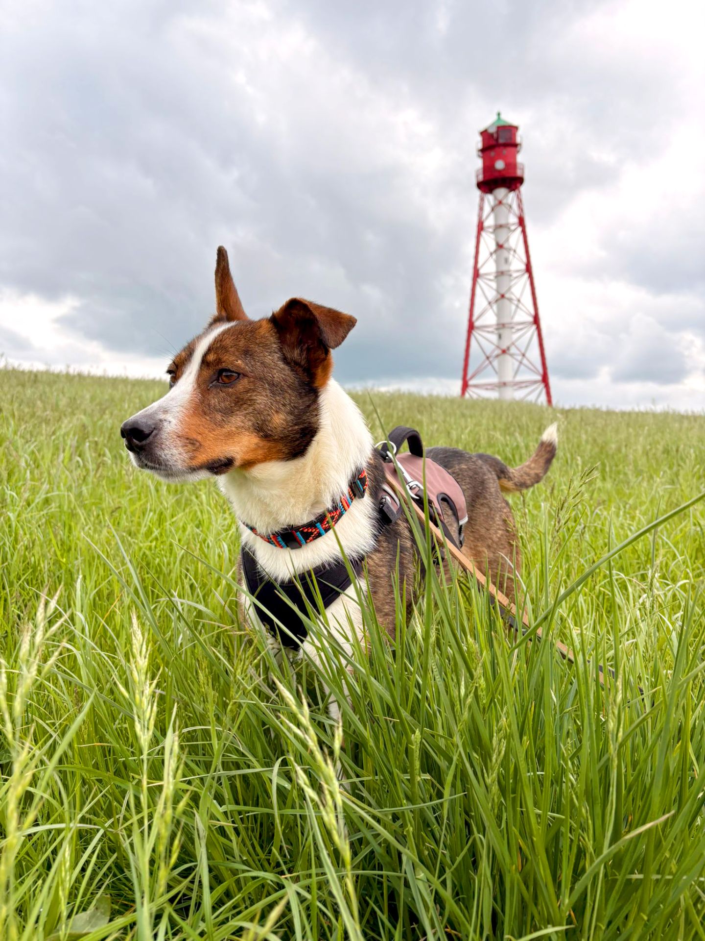leuchtturmhunde-header-ziggy.jpg